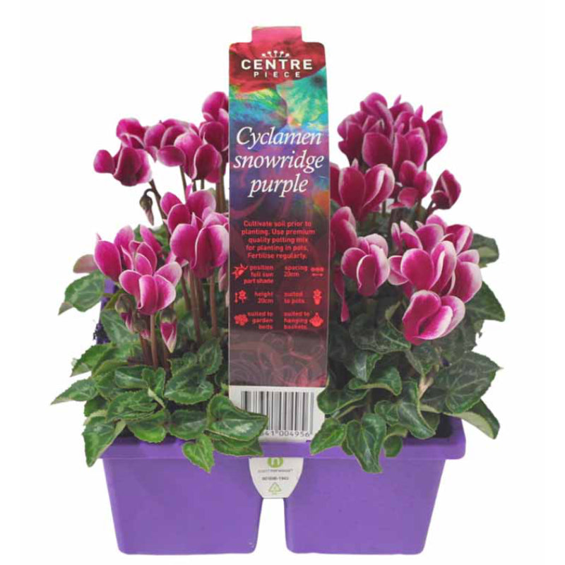 Cyclamen Centrepiece Snowridge Purple