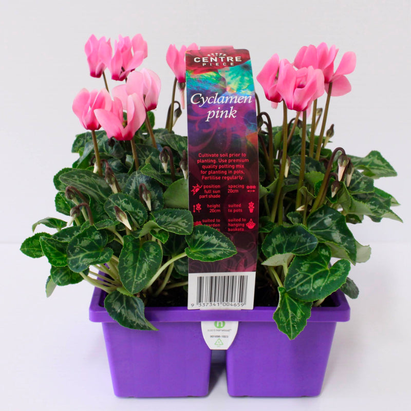 Cyclamen Centrepiece Pink