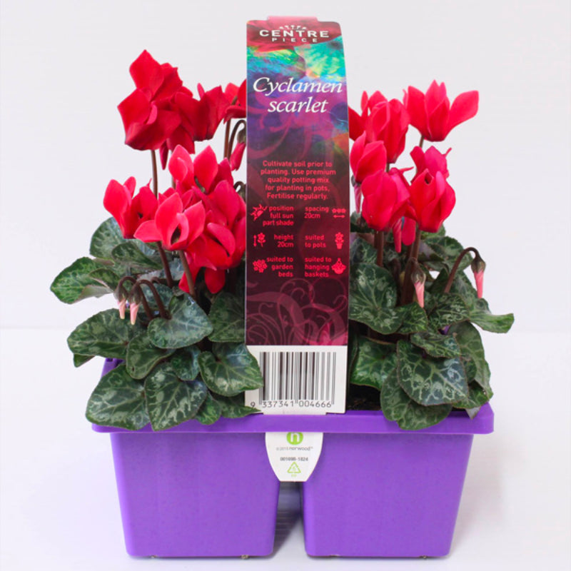 Cyclamen Centrepiece Scarlet