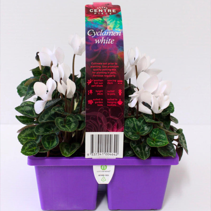 Cyclamen Centrepiece White