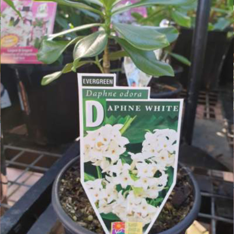 Daphne odora alba