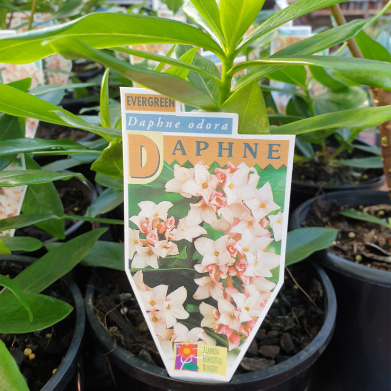 Daphne odora
