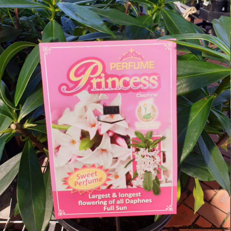 Daphne Perfume Princess