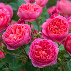 Boscobel David Austin