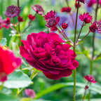 Darcey Bussell Bush Rose