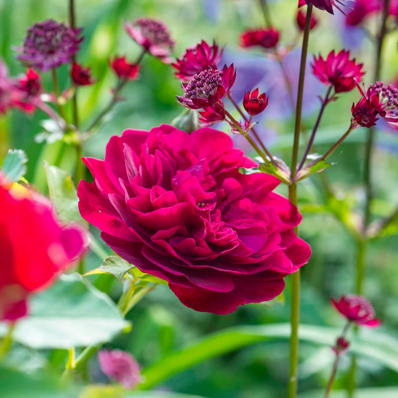 Darcey Bussell Bush Rose