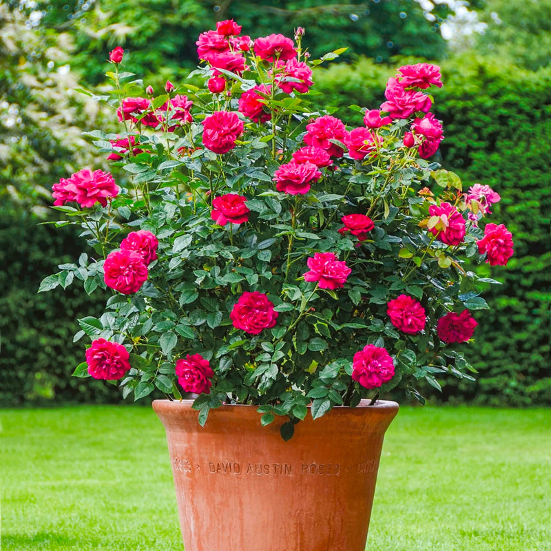 Darcey Bussell Bush Rose