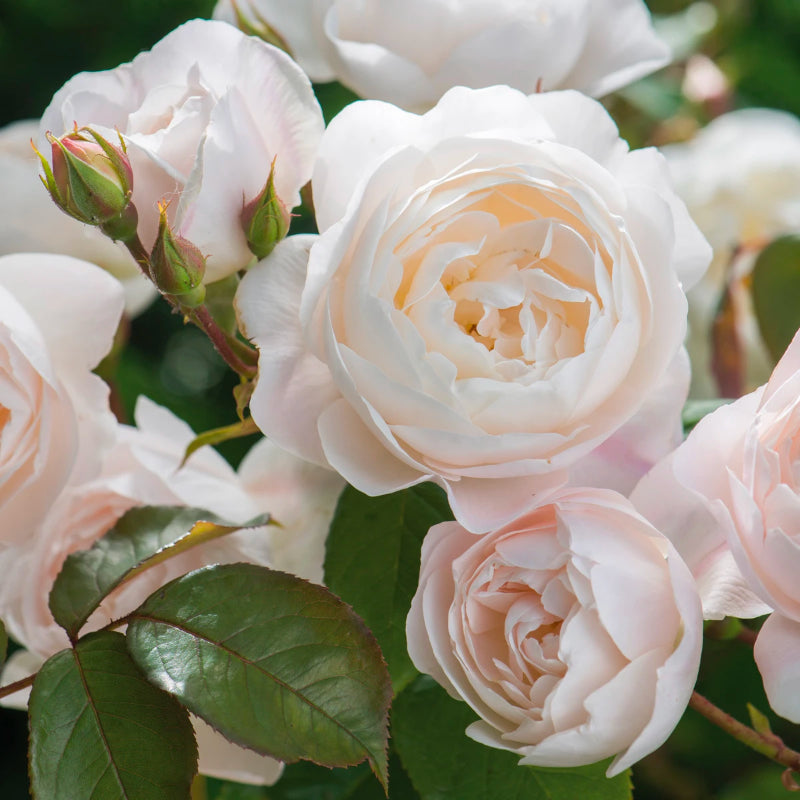 Desdemona Bush Rose