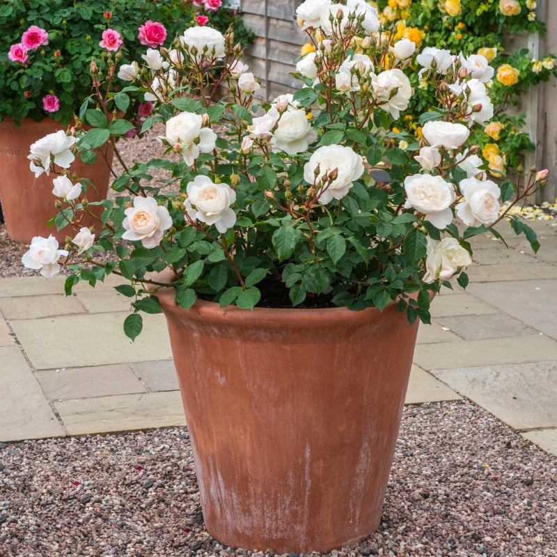 Desdemona Bush Rose