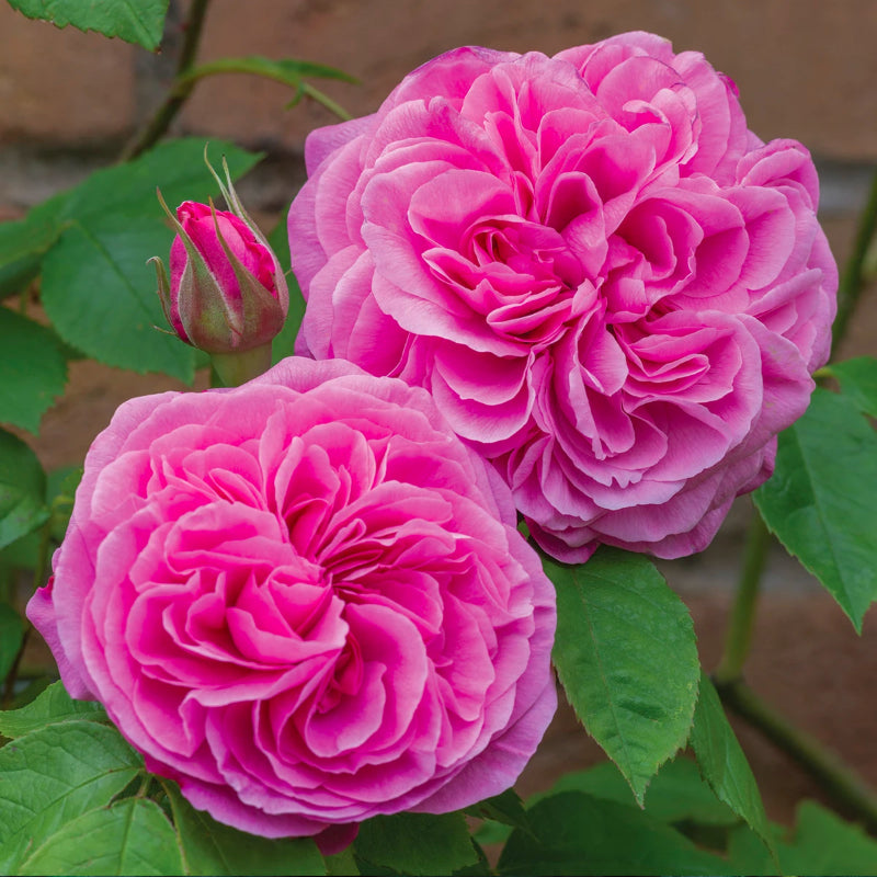 Gertrude Jekyl Bush Rose