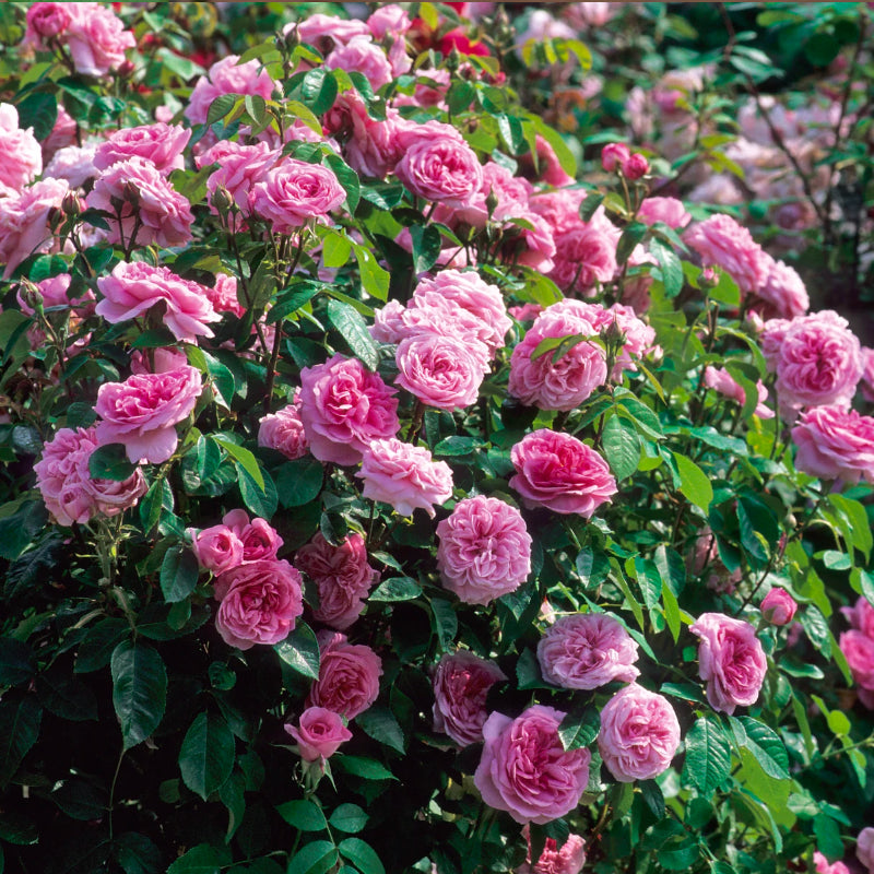 Gertrude Jekyl Bush Rose