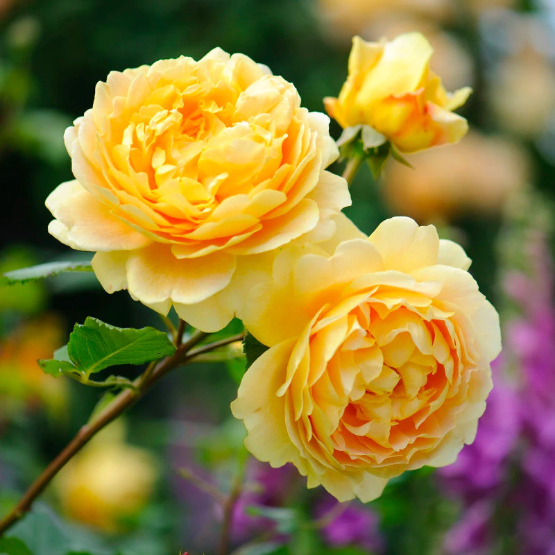 Golden Celebration Bush Rose