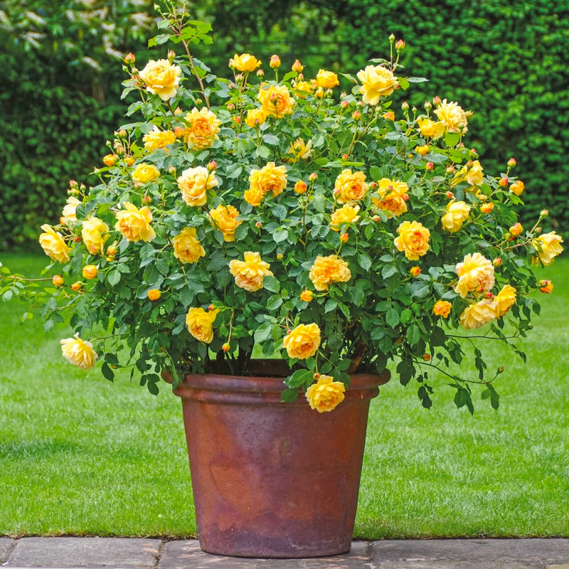 Golden Celebration Bush Rose