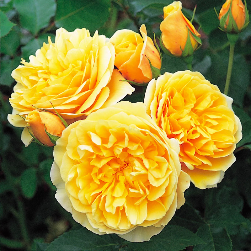 Graham Thomas Bush Rose