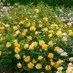 Graham Thomas Bush Rose