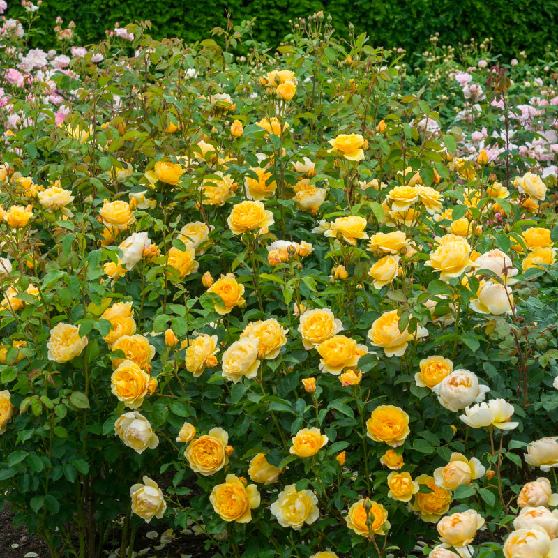Graham Thomas Bush Rose