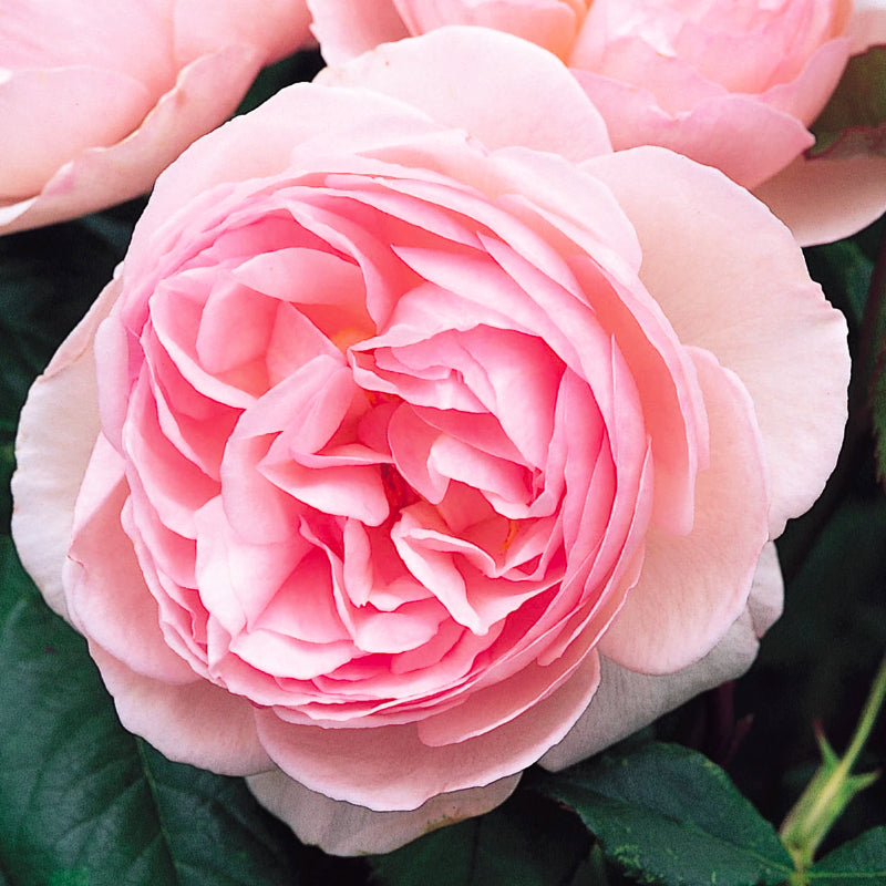 Heritage Bush Rose