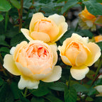 Jude the Obscure Bush Rose