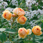 Jude the Obscure Bush Rose