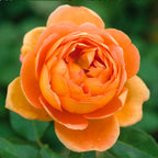 Pat Austin Bush Rose