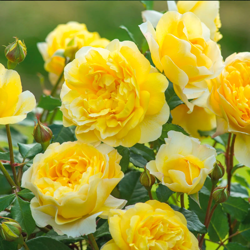 The Poet’s Wife Rose