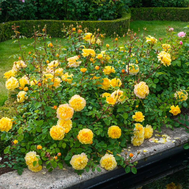 The Poet’s Wife Rose