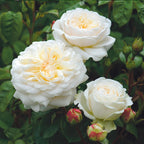 Tranquility Rose