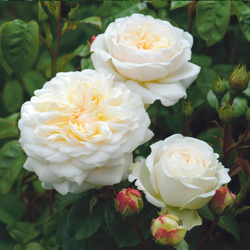 Tranquility Rose