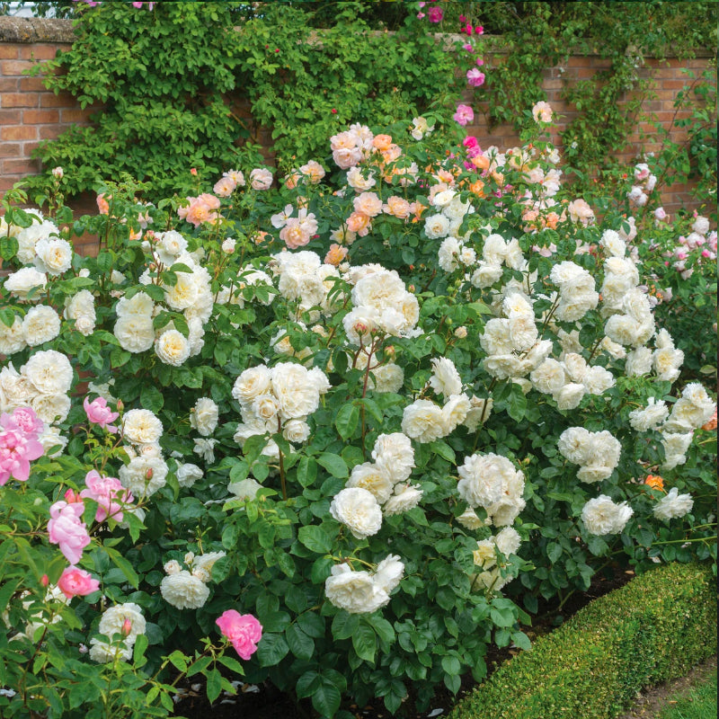 Tranquility Rose