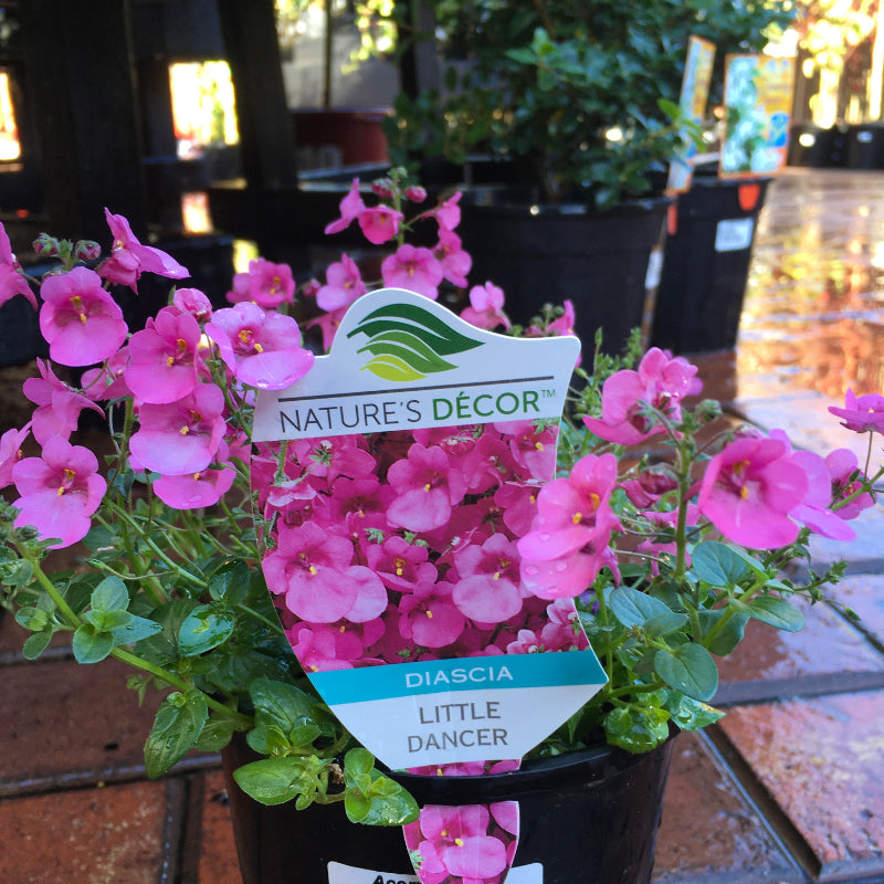 Diascia Little Dancer