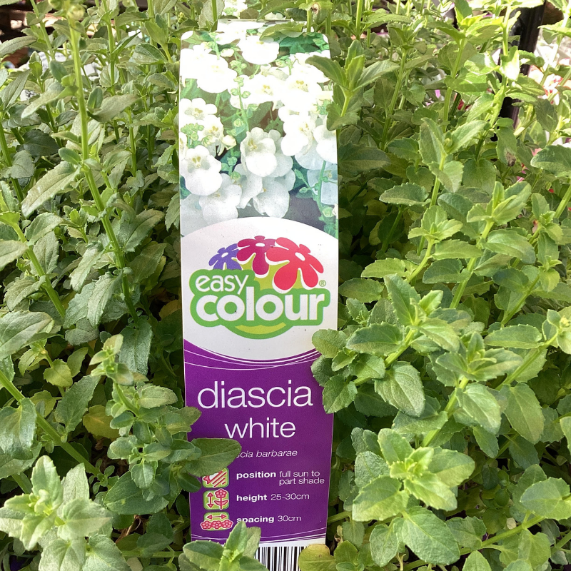 Diascia White 4 Pack