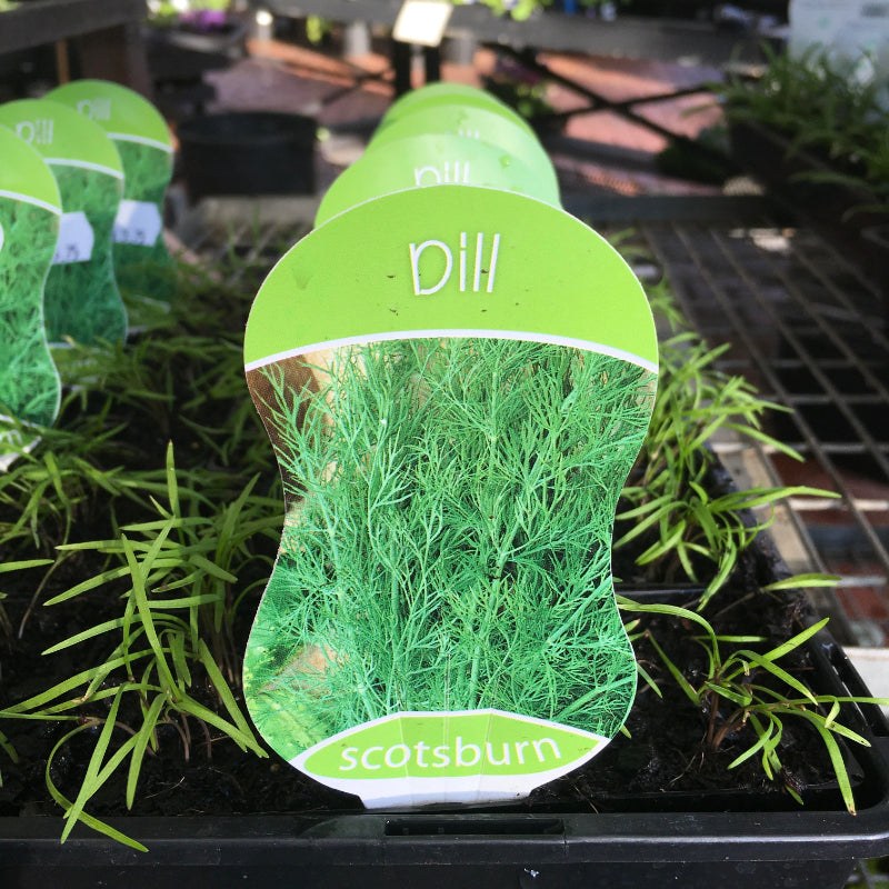 Dill punnet