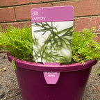 Herbs in 20cm pot