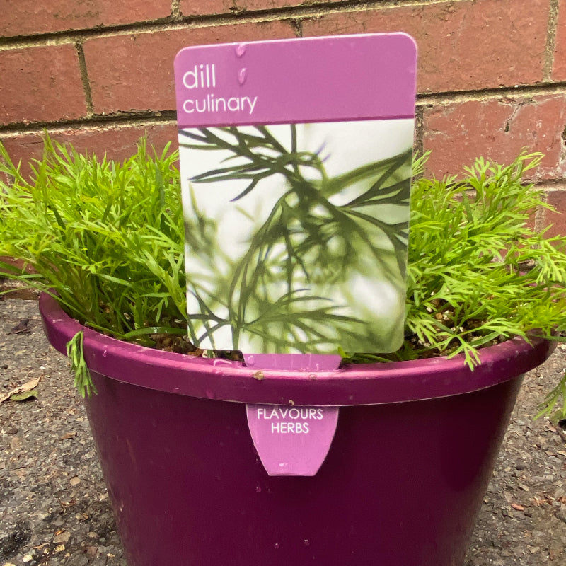 Herbs in 20cm pot