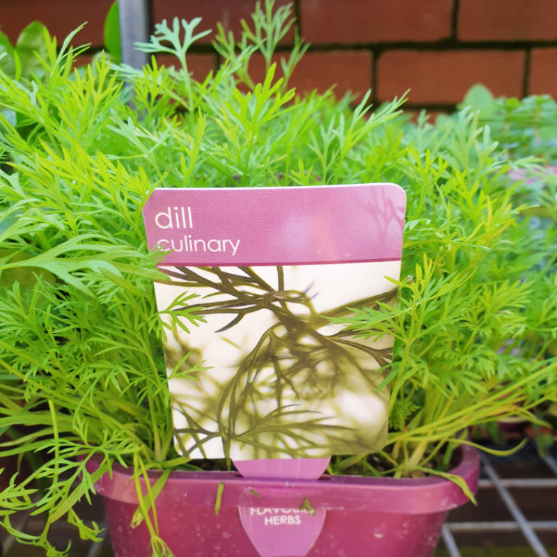 Herbs in 14cm pot
