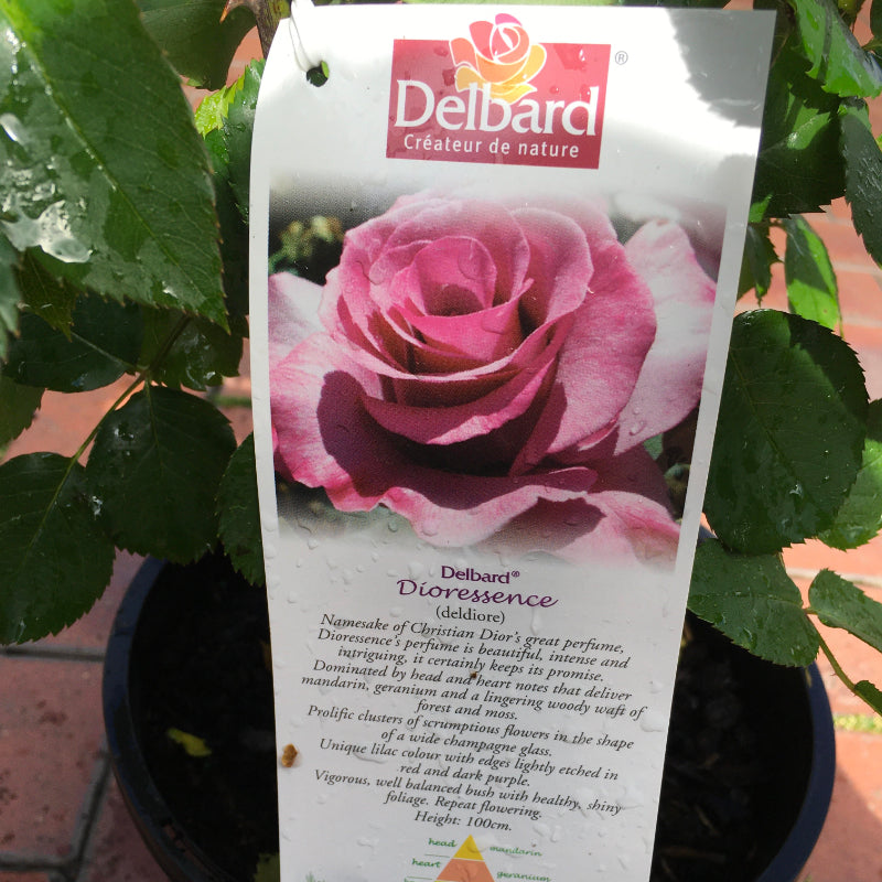 Dioressence Bush Rose