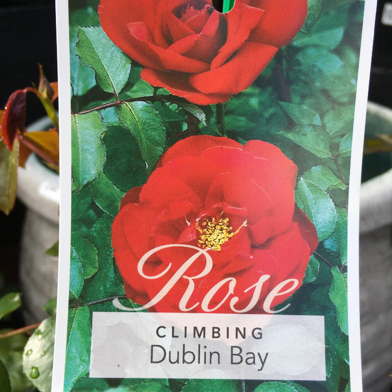 Dublin Bay Climbing Rose
