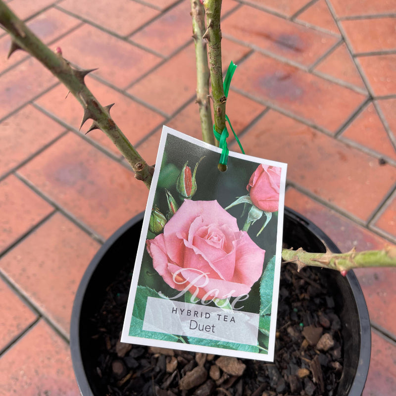 Duet Bush Rose