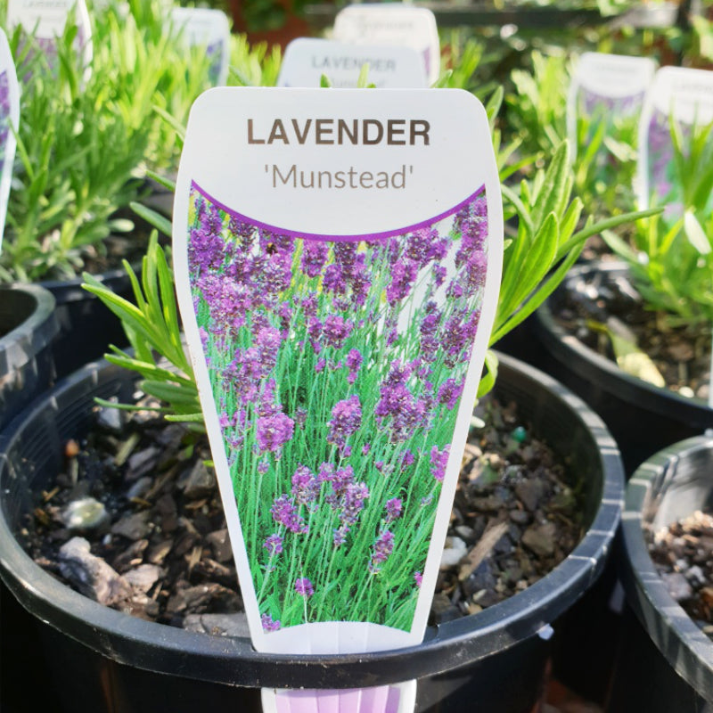 Lavender Dwarf English Munstead
