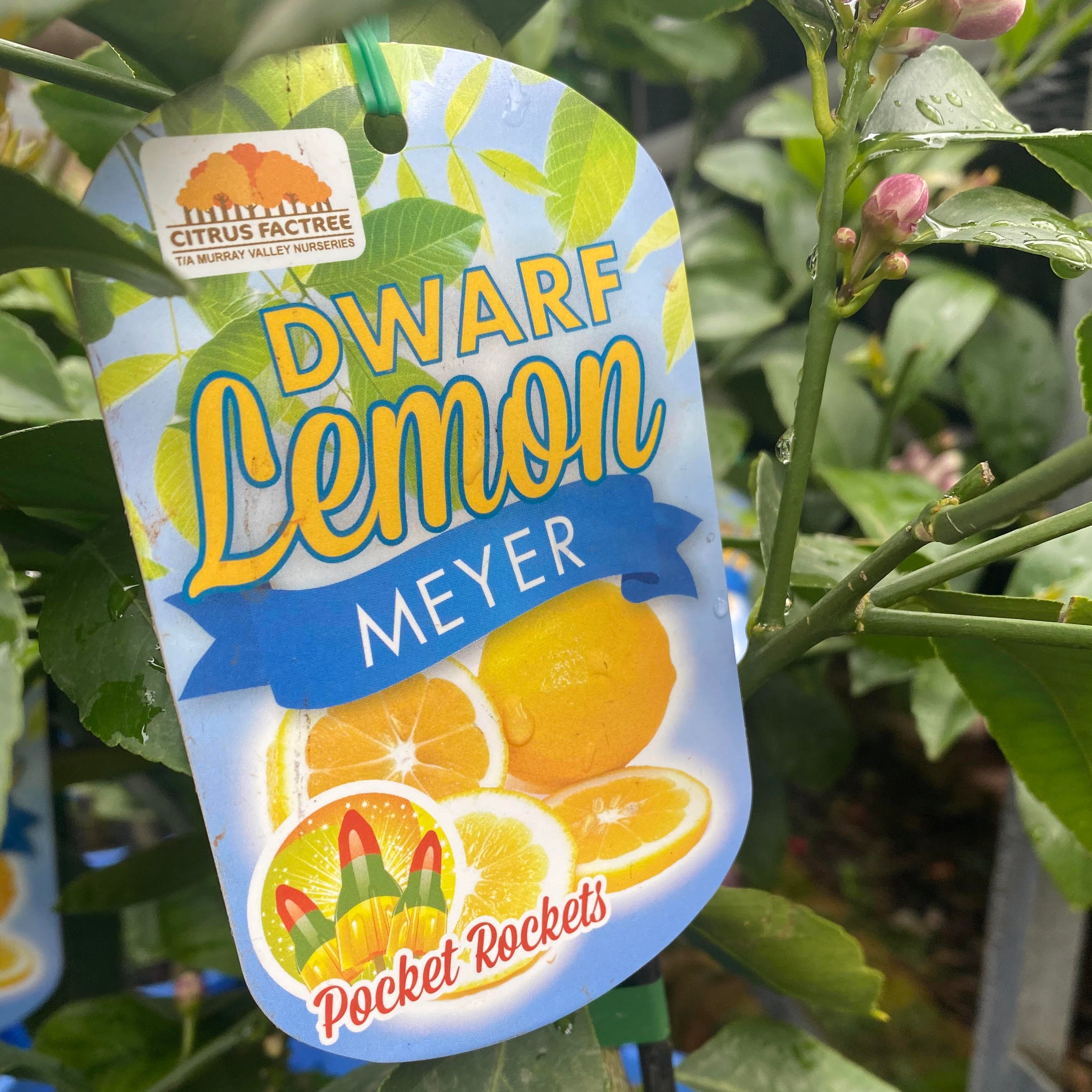 Lemon Dwarf Meyer