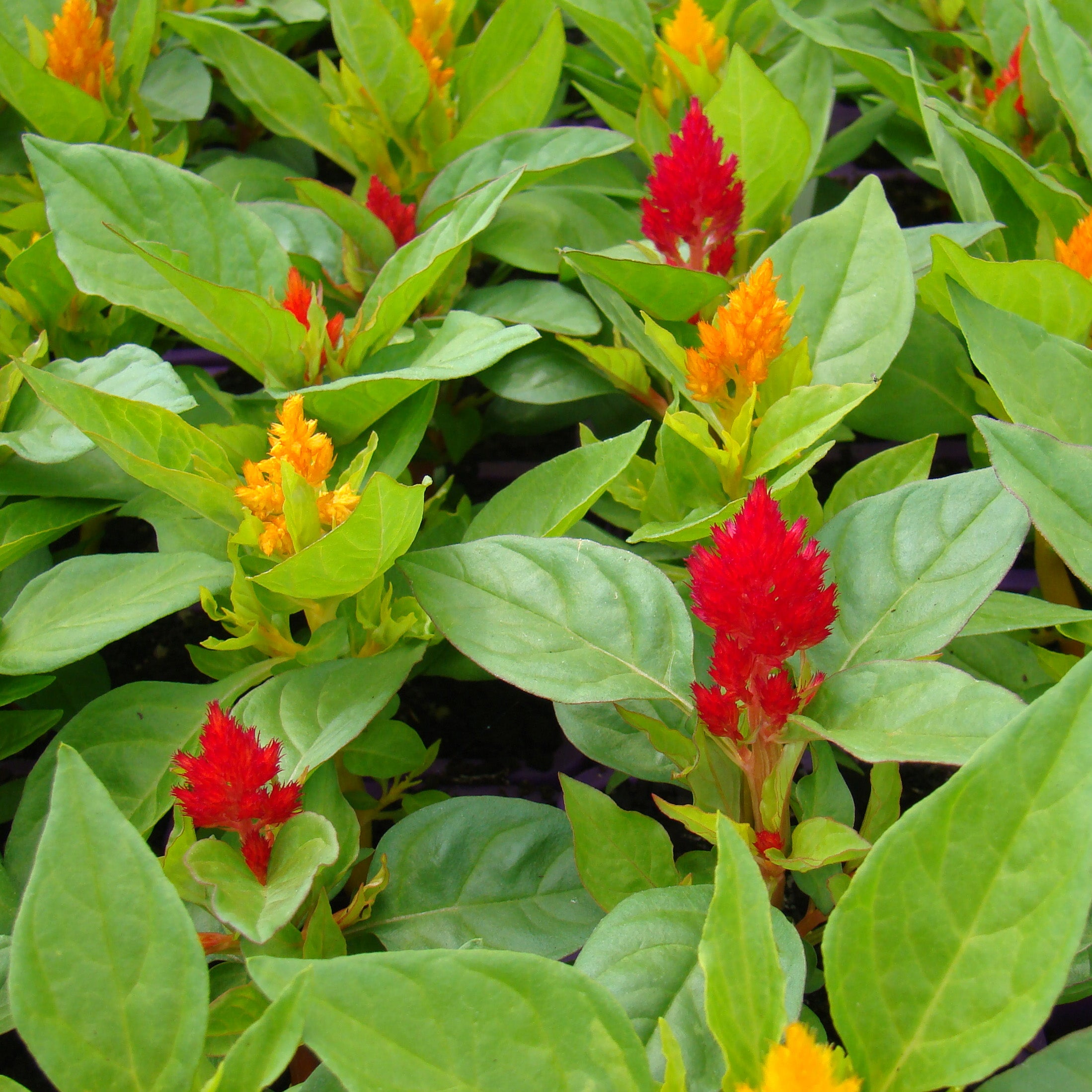 Celosia Mix Easy Colour