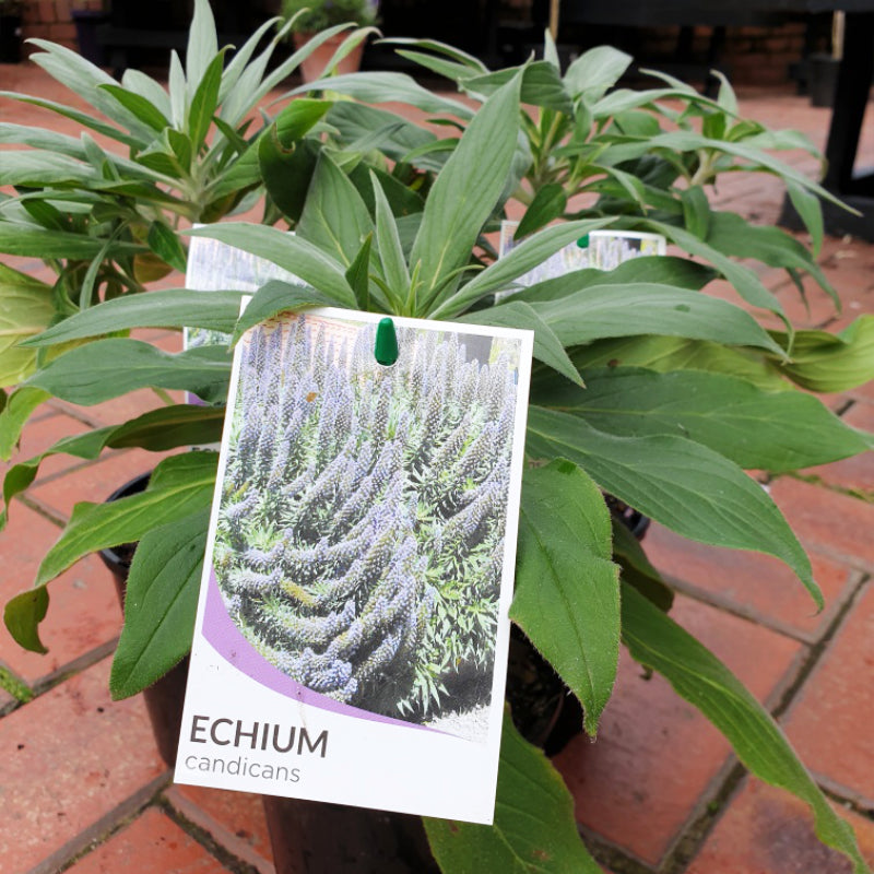 Echium candicans