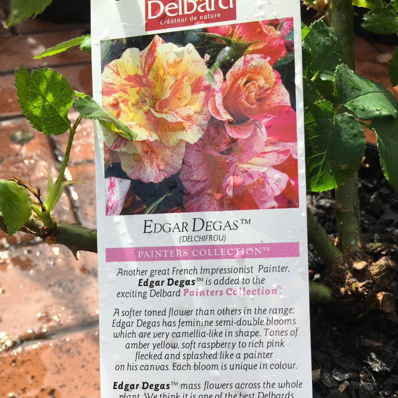 Edgar Degas Delbard Rose