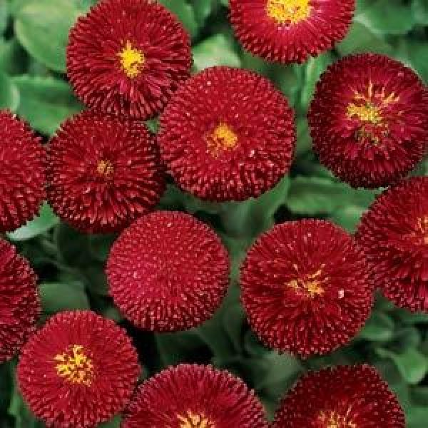 English Daisy Red Easy Colour