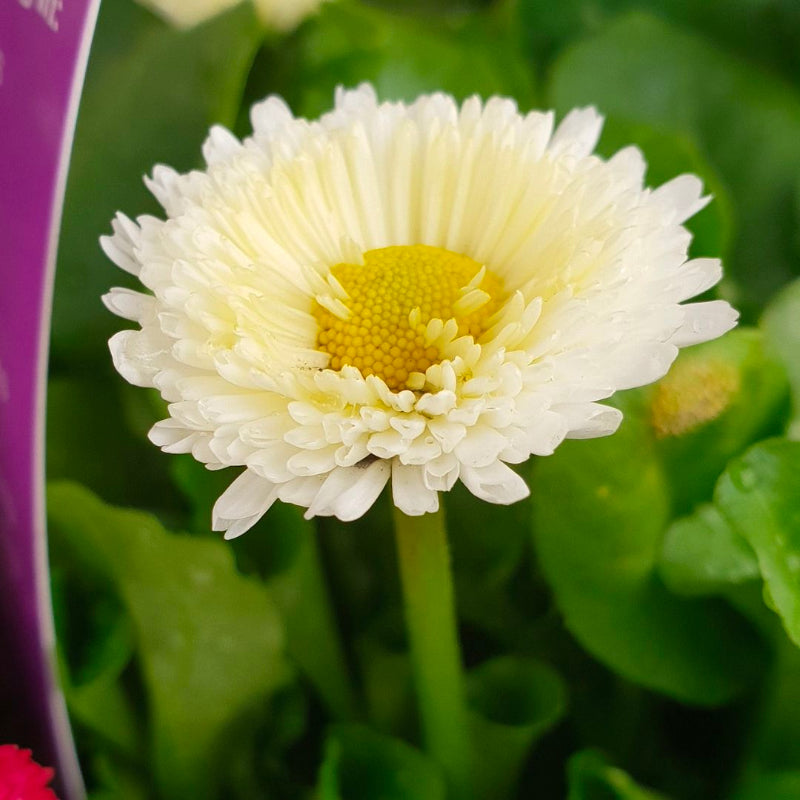 English Daisy White Easy Colour