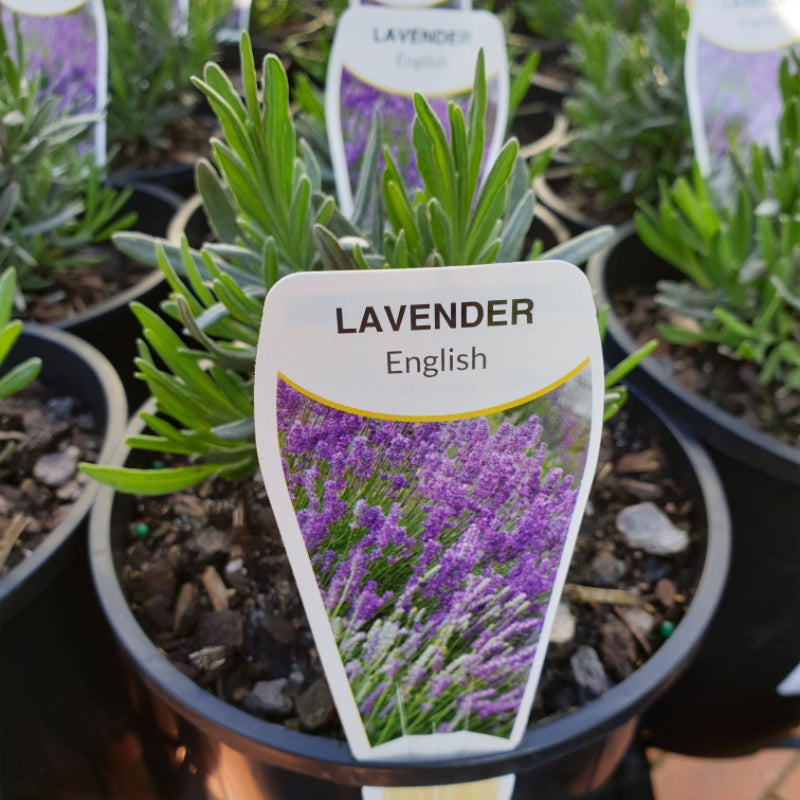 English Lavender