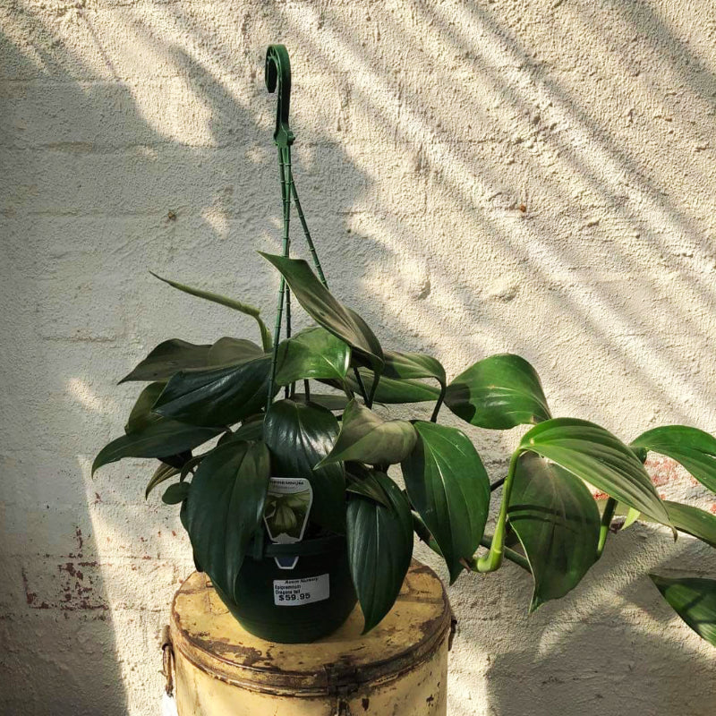 Calathea Zebrina
