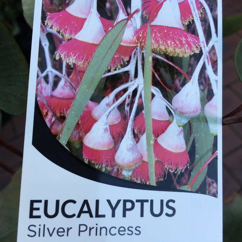 Eucalyptus Silver Princess