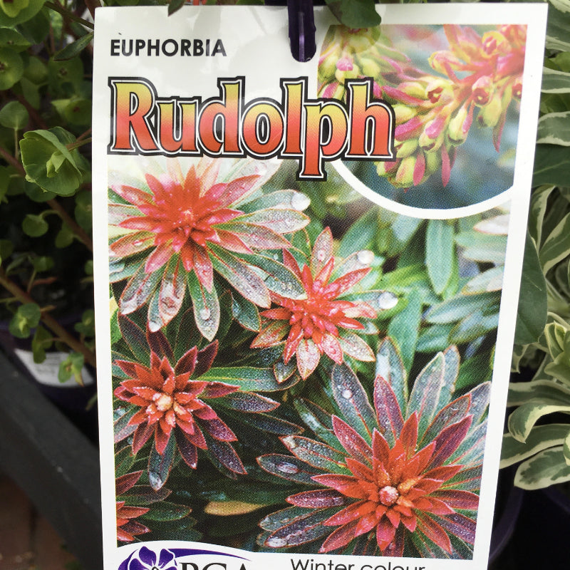 Euphorbia Rudolph