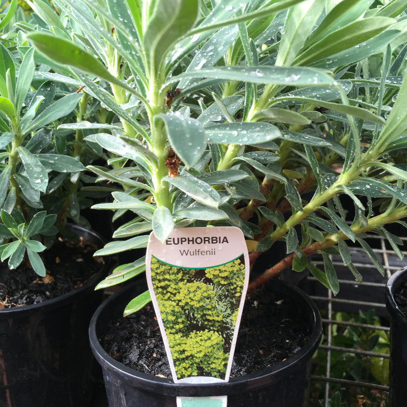 Euphorbia wulfenii
